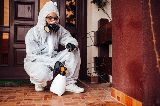 Attic and Crawl Space Rodent Treatment in Del Aire