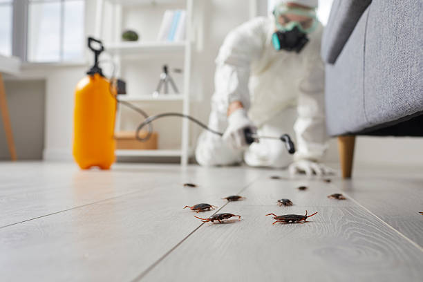 Commercial Rodent Management in Del Aire